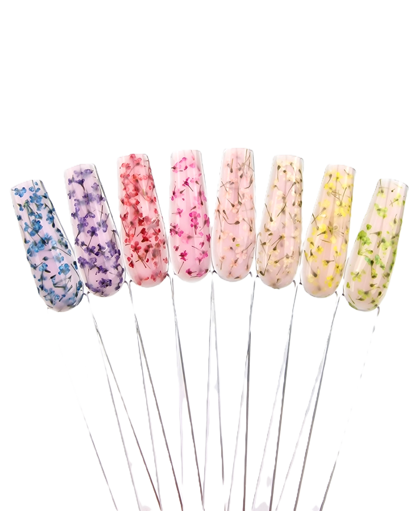 Dried Flowers